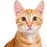 picture of orange tabby cat