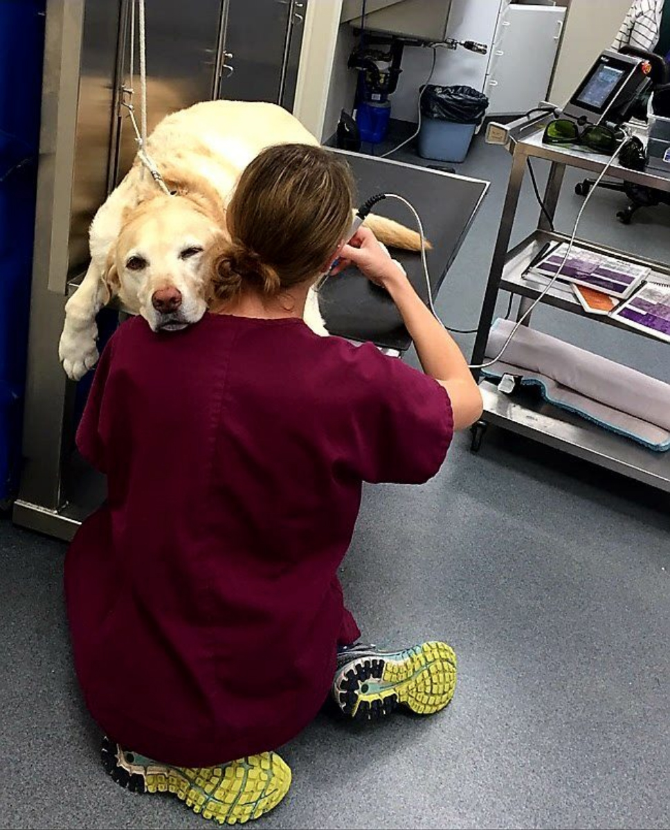 Yellow Labrador Retriever receives a laser acupuncture treatment at Quarry Ridge Animal Hospital