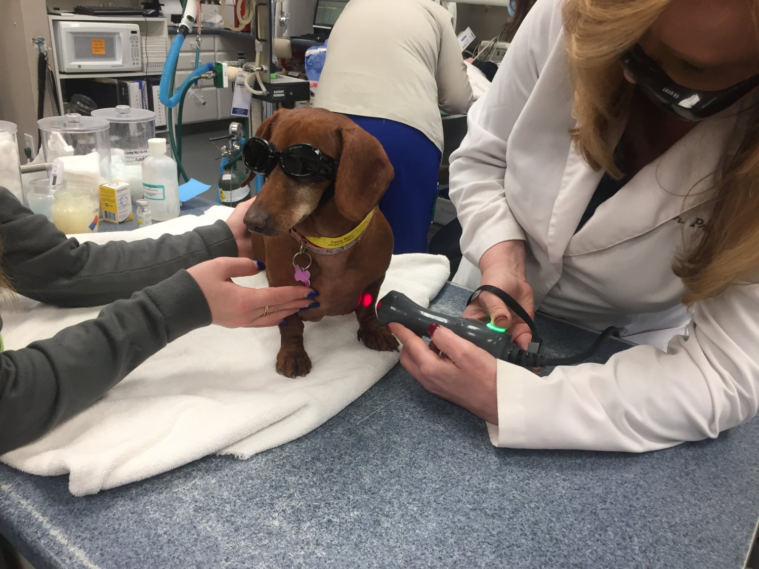 Daisy undergoing laser therapy
