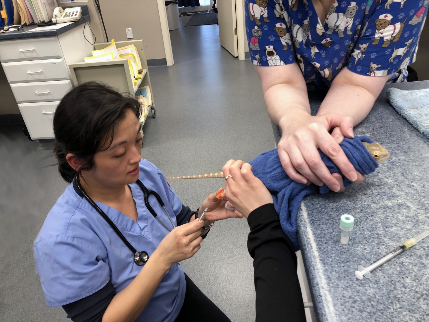 Dr. Chang draws blood to run tests for a bearded dragon