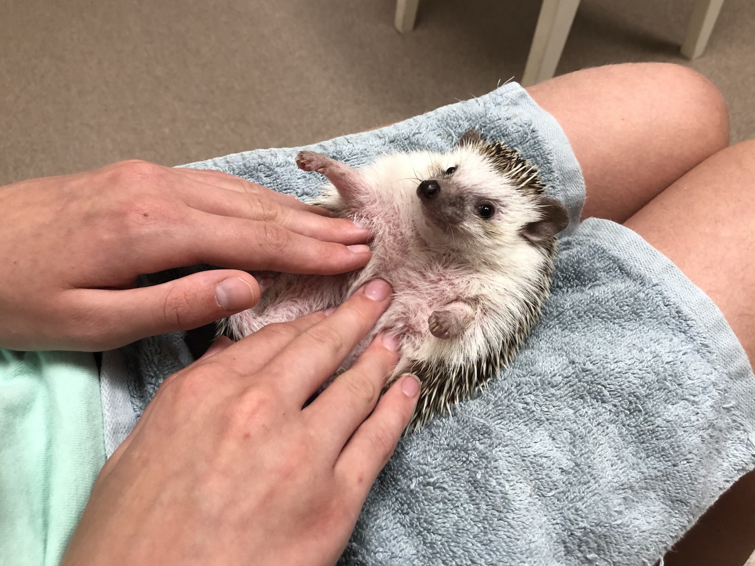 Peaches the hedgehog having a checkup at Quarry Ridge Animal Hospital