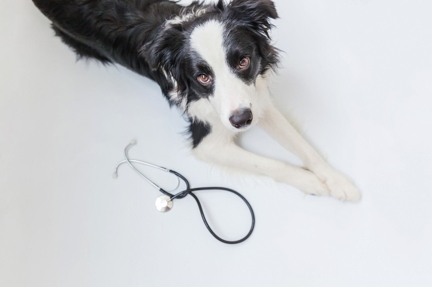 Border Collie and Stethoscope