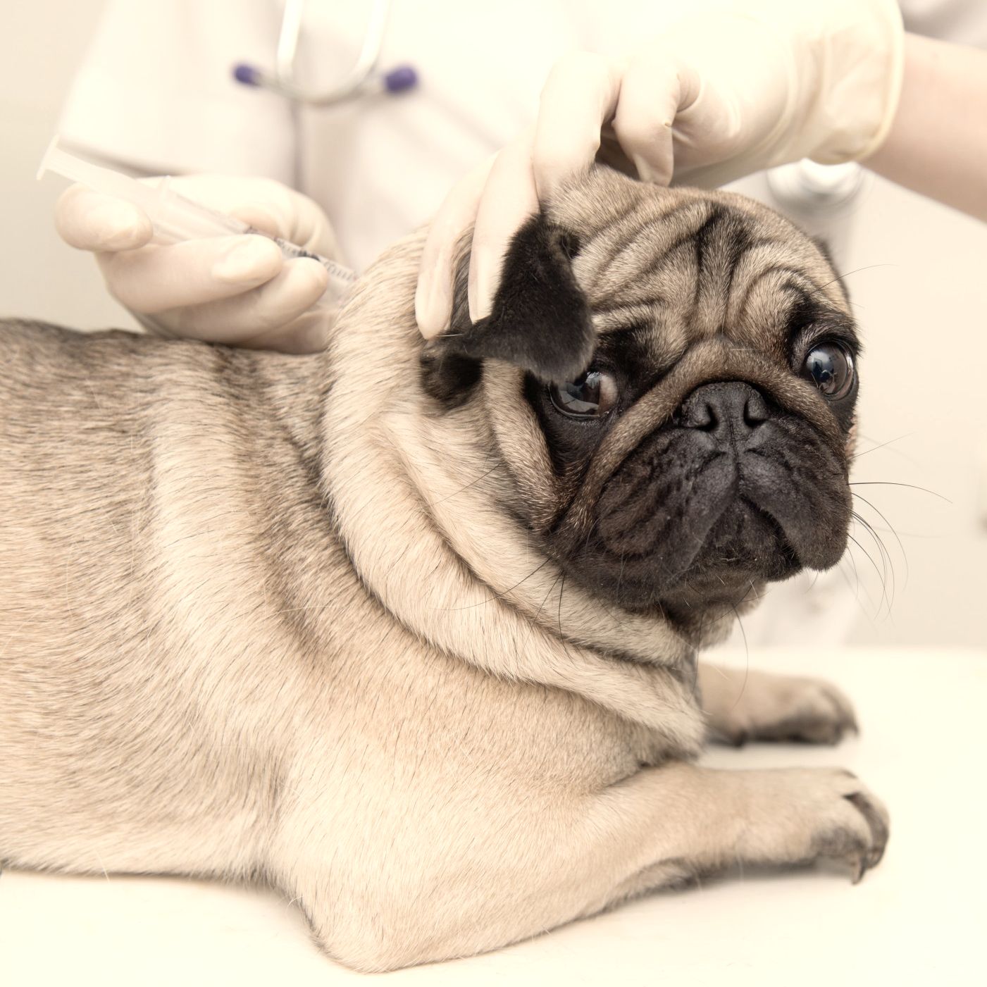 Pug at veterinary hospital being vaccinated