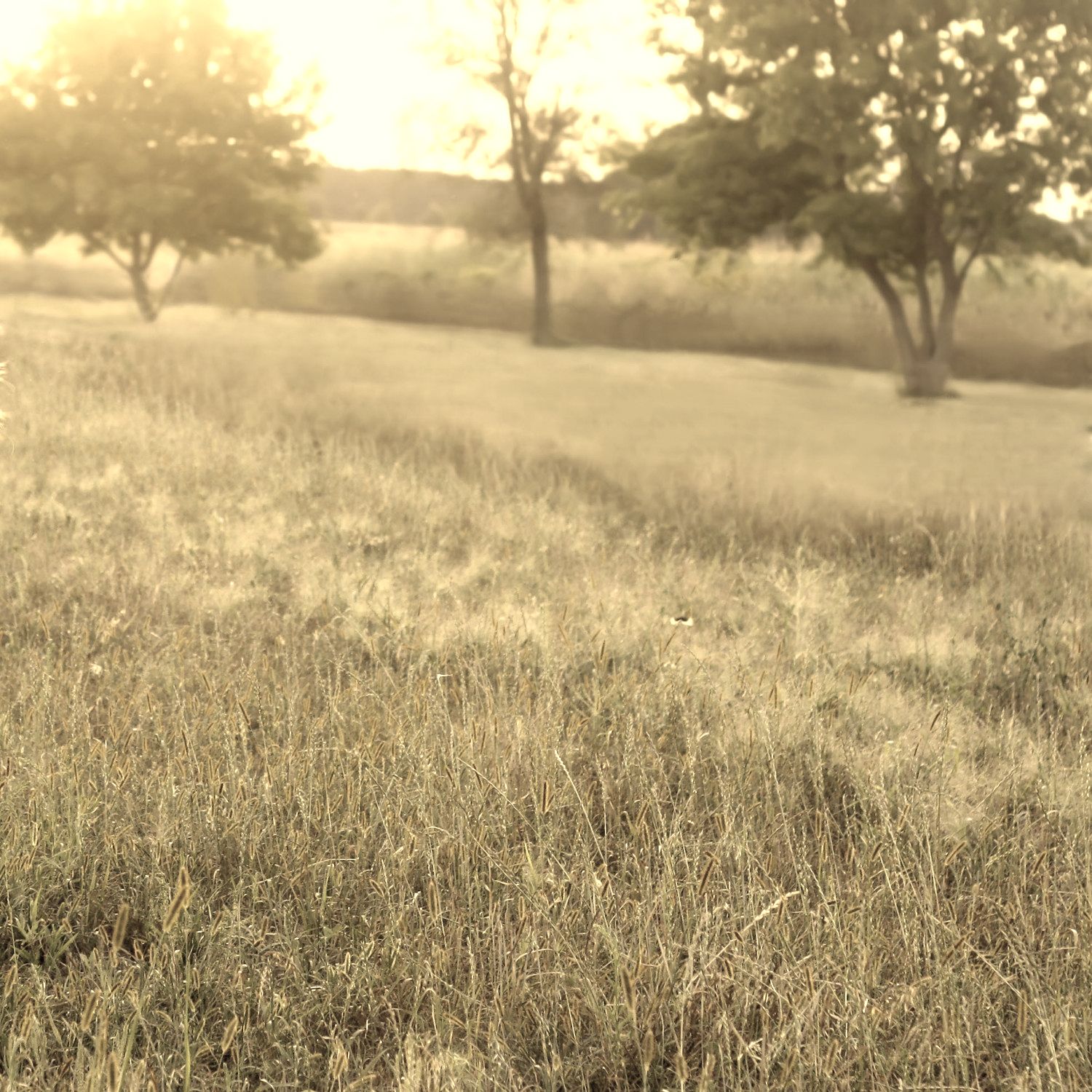 Field with trees